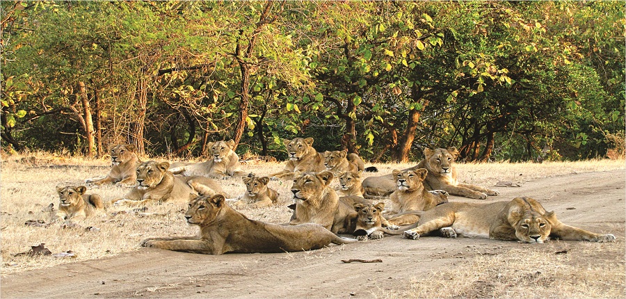 Wildlife Adventures of Gujarat
